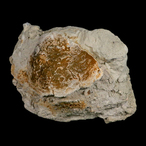 5.9" Brontothere Fossil Vertebrae Bone Eocene Age Badlands S Dakota Titanothere COA - Fossil Age Minerals