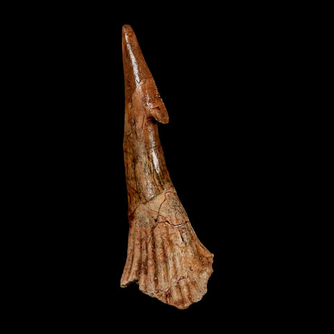 XL 2.9" Sawfish Fossil Tooth Barb Onchopristis Numidus Cretaceous Dinosaur Era COA