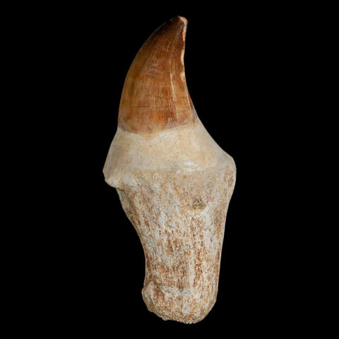 XL 3.8" Mosasaur Prognathodon Fossil Tooth Rooted Cretaceous Dinosaur Era COA - Fossil Age Minerals