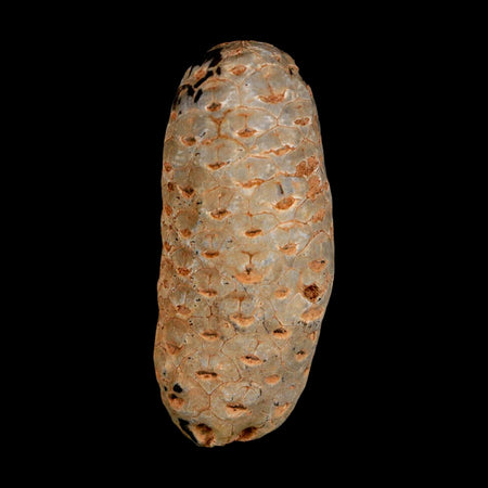 1.8" Fossil Pine Cone Equicalastrobus Replaced By Agate Eocene Age Seeds Fruit
