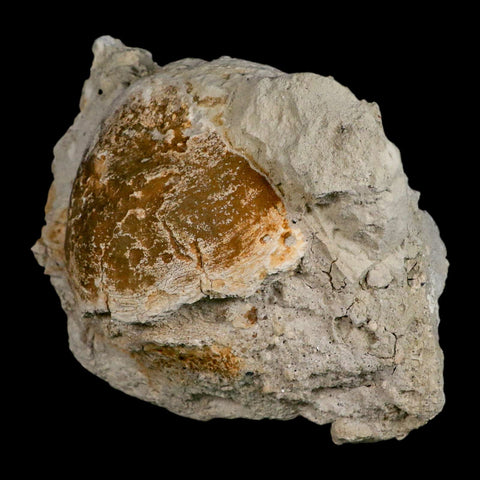 5.9" Brontothere Fossil Vertebrae Bone Eocene Age Badlands S Dakota Titanothere COA - Fossil Age Minerals