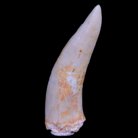 XL 2" Saber Toothed Herring Fossil Fang Enchodus Libycus Cretaceous COA Stand