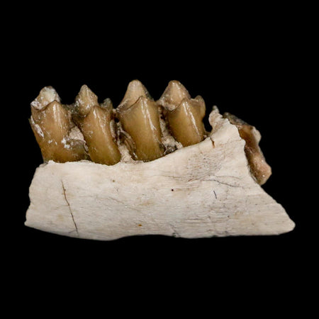 0.7" Leptomeryx Evansi Oligocene Age Fossil Deer Jaw Teeth Wyoming Display COA