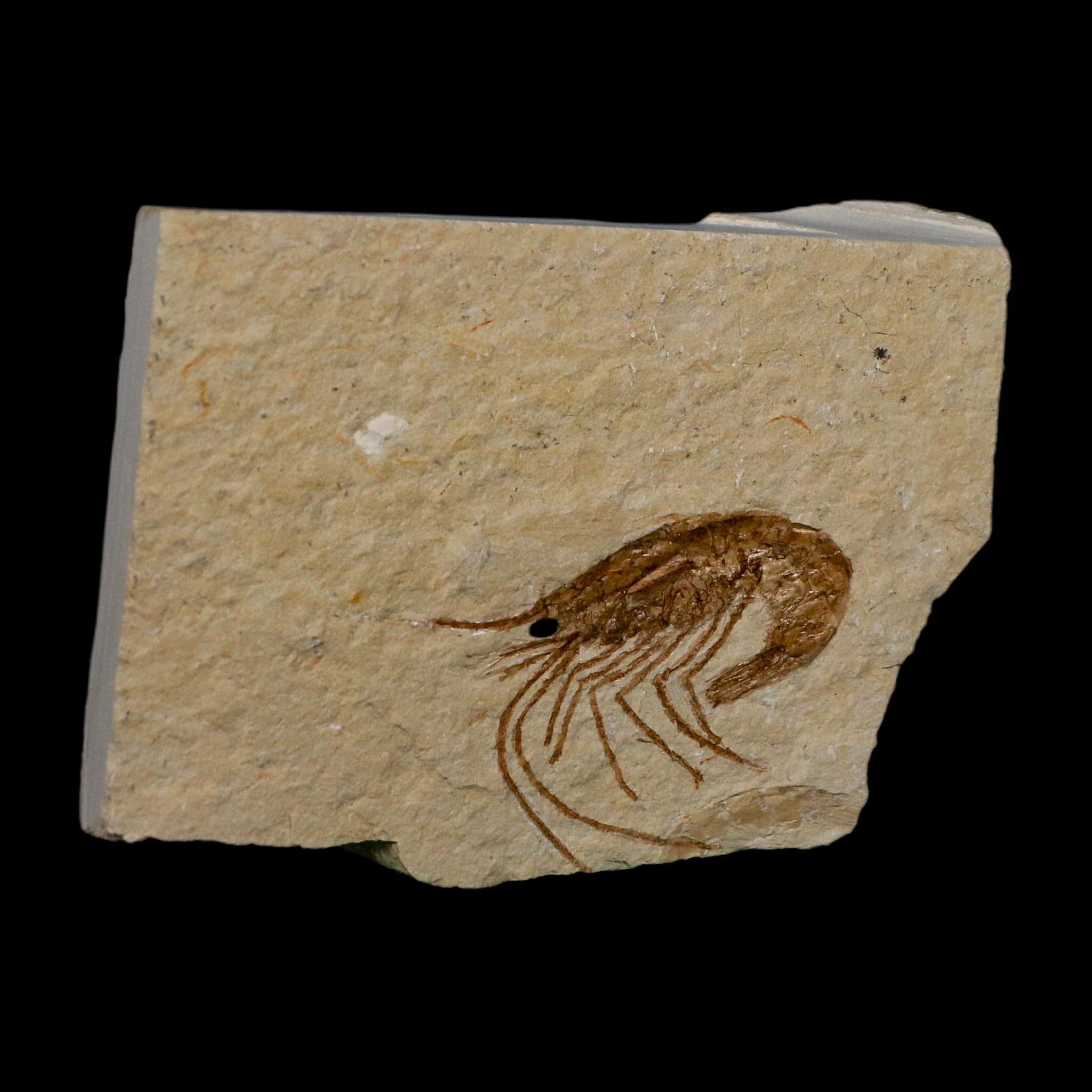 1.4" Fossil Shrimp Carpopenaeus Cretaceous Age 100 Mil Yrs Old Lebanon COA - Fossil Age Minerals
