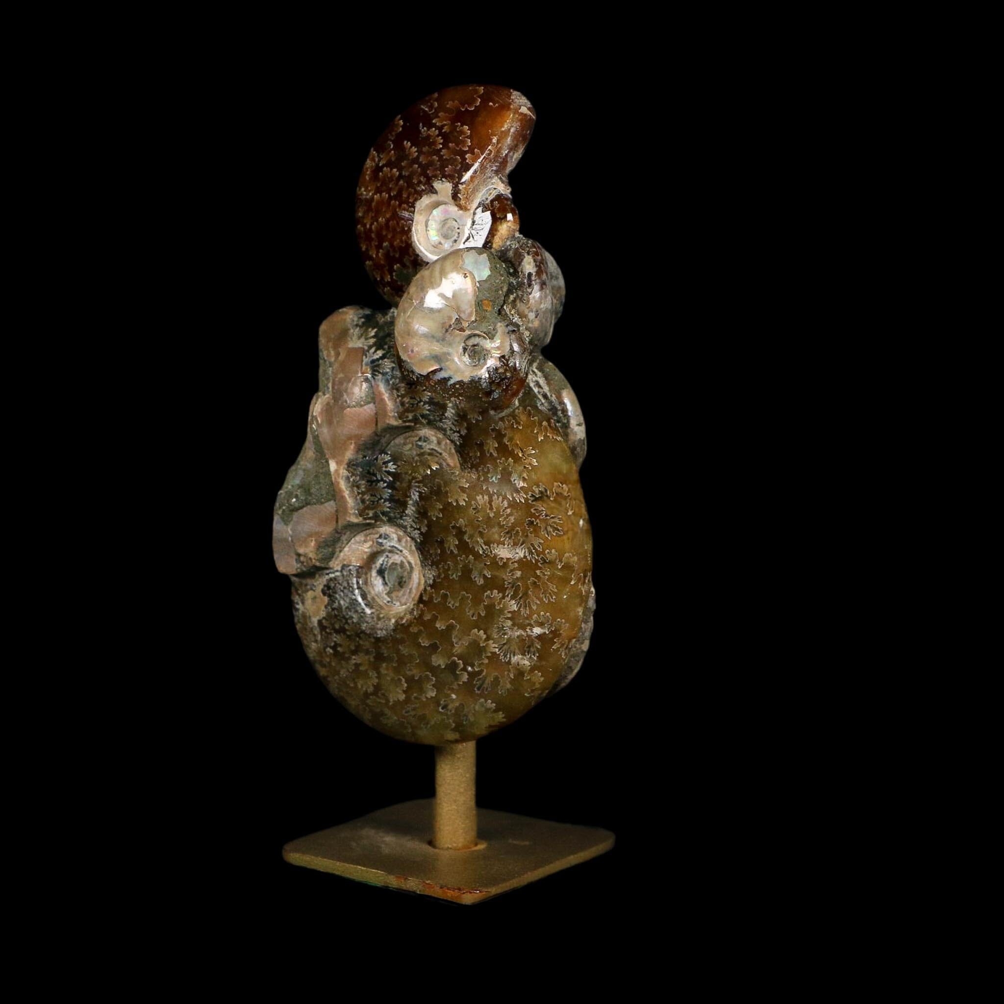 4.5" Cleoniceras Opalized Ammonites Fossil Cluster on Stand Madagascar Jurassic Age