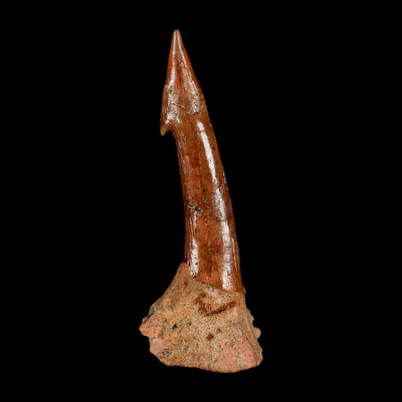 XL 2.9" Sawfish Fossil Tooth Barb Onchopristis Numidus Cretaceous Dinosaur Era COA