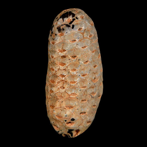 1.8" Fossil Pine Cone Equicalastrobus Replaced By Agate Eocene Age Seeds Fruit - Fossil Age Minerals