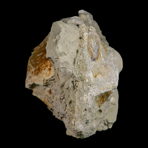 5.9" Brontothere Fossil Vertebrae Bone Eocene Age Badlands S Dakota Titanothere COA - Fossil Age Minerals