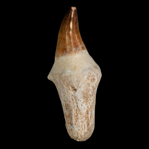 XL 3.8" Mosasaur Prognathodon Fossil Tooth Rooted Cretaceous Dinosaur Era COA - Fossil Age Minerals