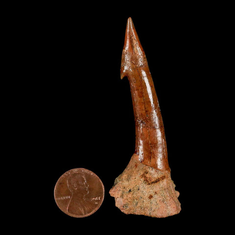 XL 2.9" Sawfish Fossil Tooth Barb Onchopristis Numidus Cretaceous Dinosaur Era COA