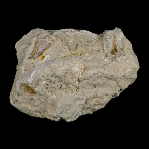 5.9" Brontothere Fossil Vertebrae Bone Eocene Age Badlands S Dakota Titanothere COA - Fossil Age Minerals