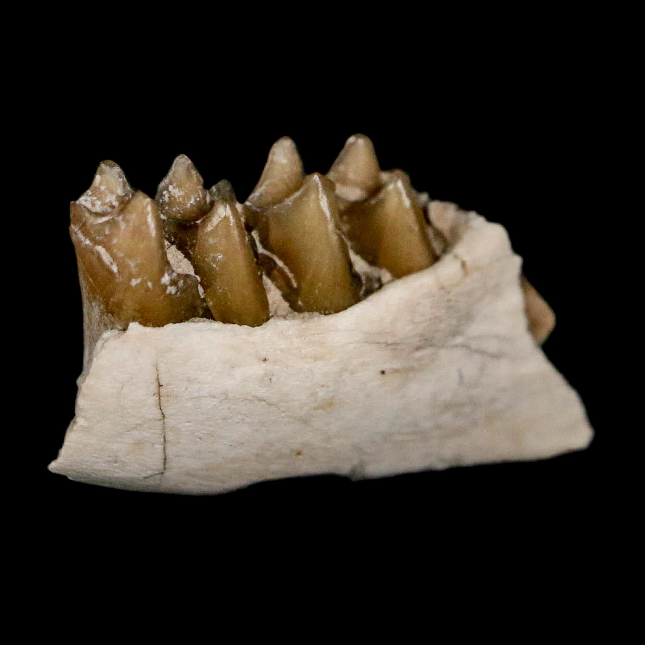 0.7" Leptomeryx Evansi Oligocene Age Fossil Deer Jaw Teeth Wyoming Display COA - Fossil Age Minerals