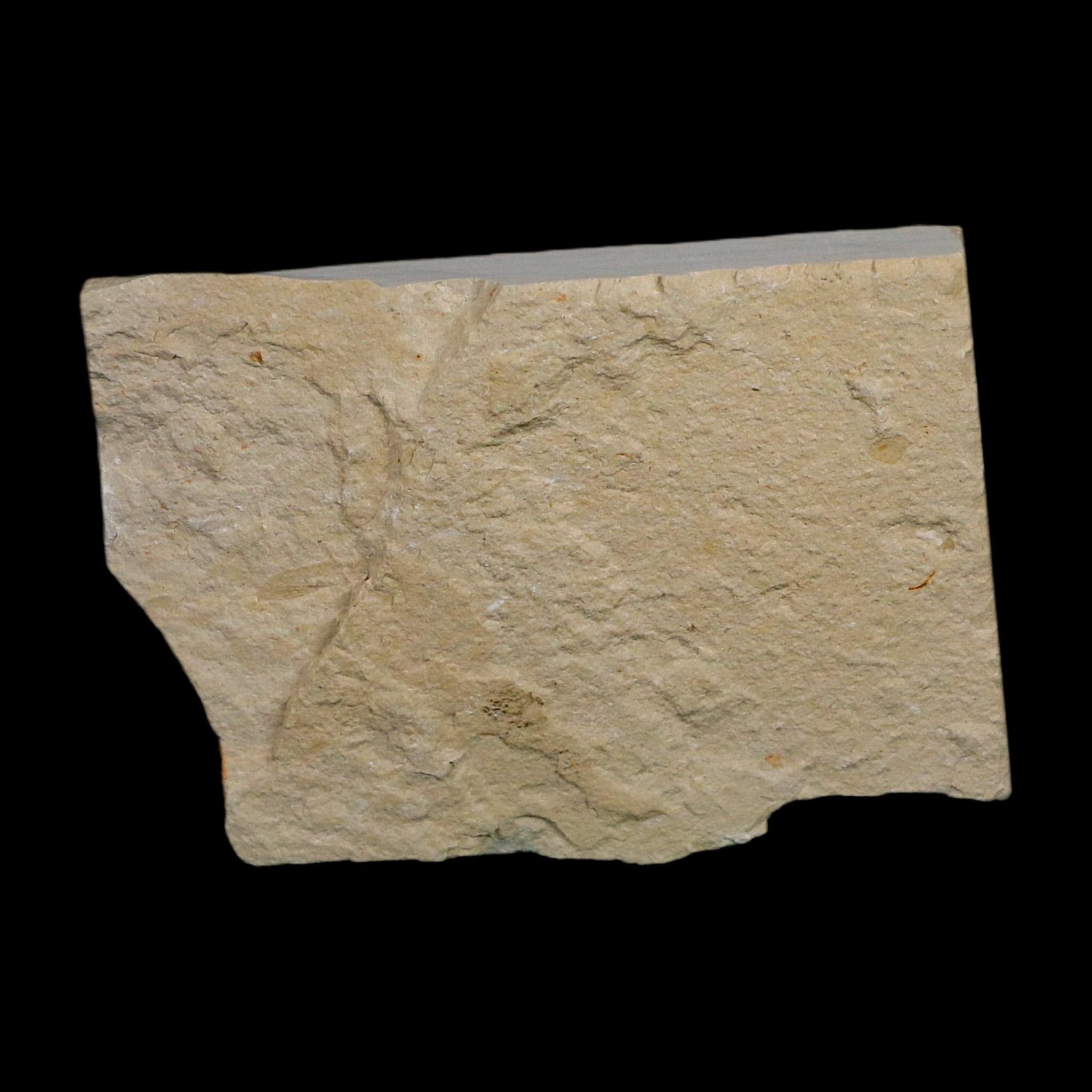 1.4" Fossil Shrimp Carpopenaeus Cretaceous Age 100 Mil Yrs Old Lebanon COA - Fossil Age Minerals