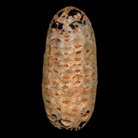 1.8" Fossil Pine Cone Equicalastrobus Replaced By Agate Eocene Age Seeds Fruit - Fossil Age Minerals