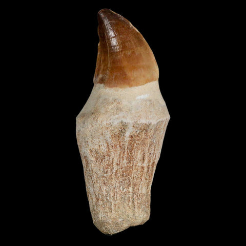 XL 3.8" Mosasaur Prognathodon Fossil Tooth Rooted Cretaceous Dinosaur Era COA - Fossil Age Minerals