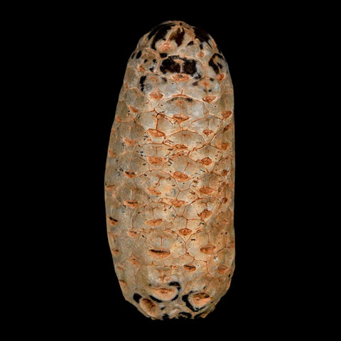 1.8" Fossil Pine Cone Equicalastrobus Replaced By Agate Eocene Age Seeds Fruit - Fossil Age Minerals