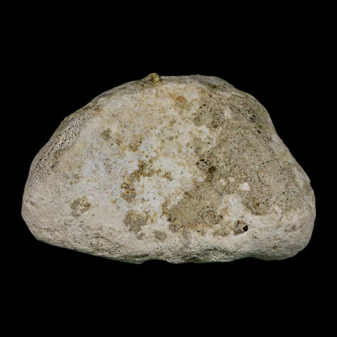 3.9" Brontothere Fossil Knee Bone Eocene Age Badlands S Dakota Titanothere COA - Fossil Age Minerals