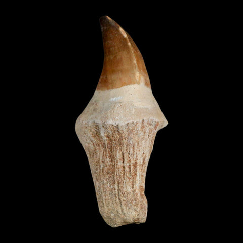 XL 3.8" Mosasaur Prognathodon Fossil Tooth Rooted Cretaceous Dinosaur Era COA - Fossil Age Minerals