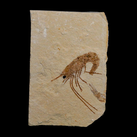 1.4" Fossil Shrimp Carpopenaeus Cretaceous Age 100 Mil Yrs Old Lebanon COA