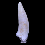 XL 2.4" Saber Toothed Herring Fossil Fang Enchodus Libycus Cretaceous COA Stand