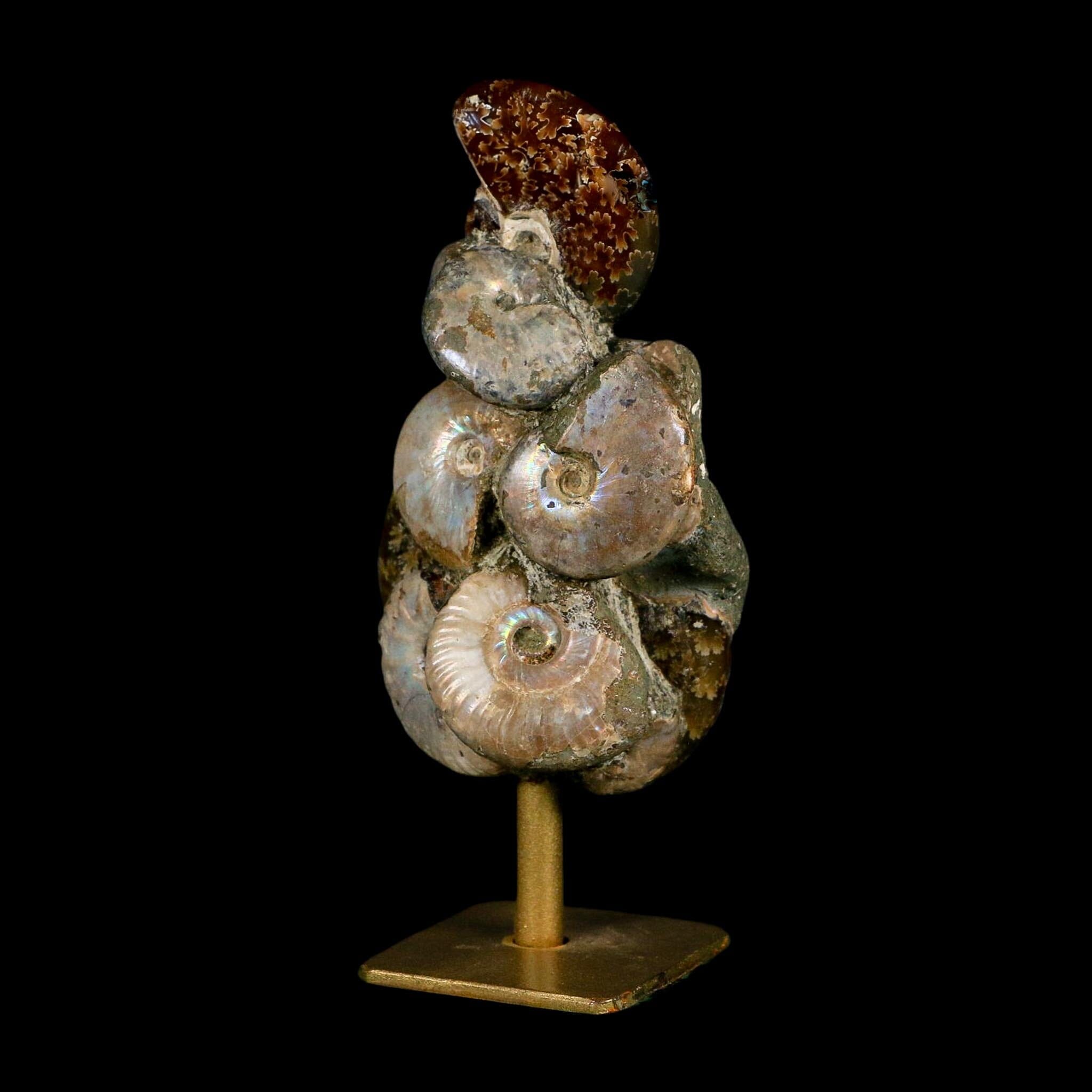 4.5" Cleoniceras Opalized Ammonites Fossil Cluster on Stand Madagascar Jurassic Age