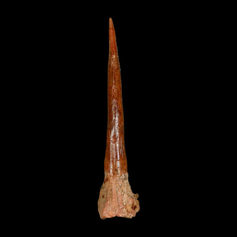 XL 2.9" Sawfish Fossil Tooth Barb Onchopristis Numidus Cretaceous Dinosaur Era COA