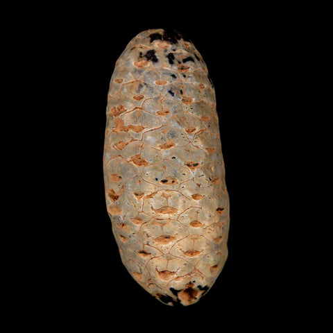 1.8" Fossil Pine Cone Equicalastrobus Replaced By Agate Eocene Age Seeds Fruit - Fossil Age Minerals