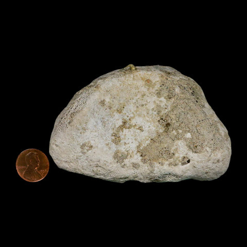 3.9" Brontothere Fossil Knee Bone Eocene Age Badlands S Dakota Titanothere COA - Fossil Age Minerals