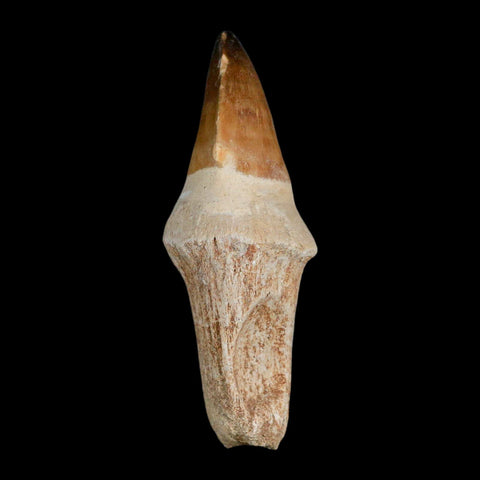 XL 3.8" Mosasaur Prognathodon Fossil Tooth Rooted Cretaceous Dinosaur Era COA - Fossil Age Minerals