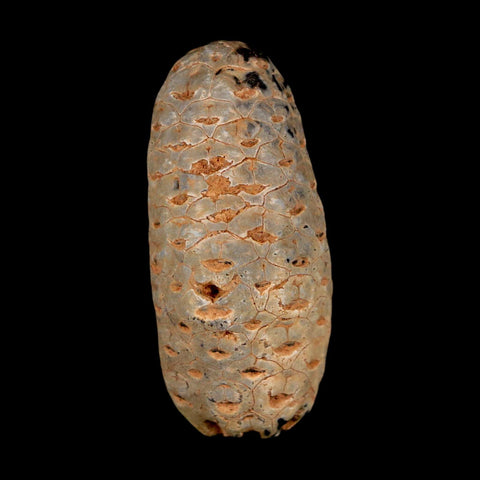 1.8" Fossil Pine Cone Equicalastrobus Replaced By Agate Eocene Age Seeds Fruit - Fossil Age Minerals