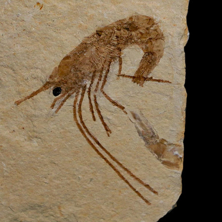 1.4" Fossil Shrimp Carpopenaeus Cretaceous Age 100 Mil Yrs Old Lebanon COA