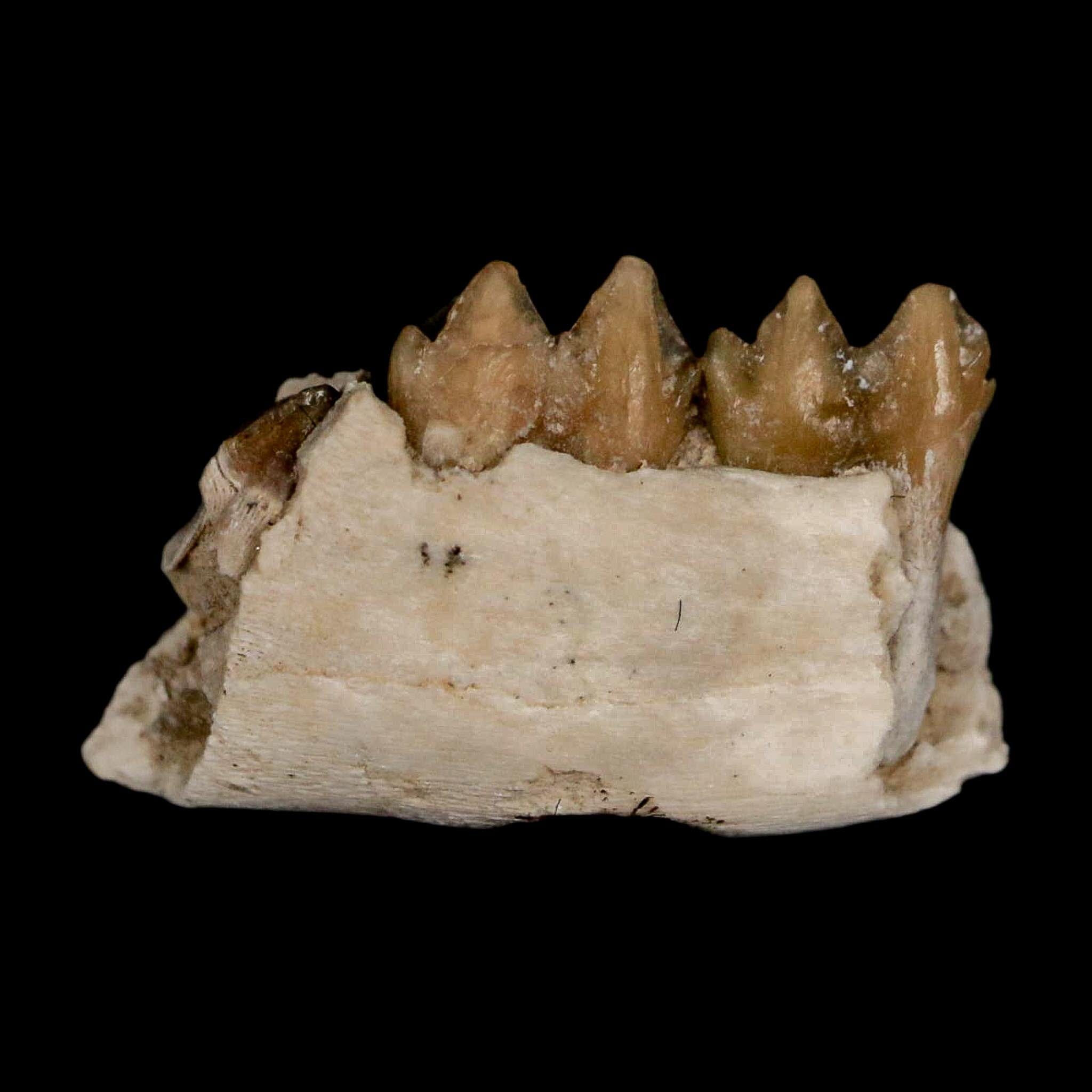 0.7" Leptomeryx Evansi Oligocene Age Fossil Deer Jaw Teeth Wyoming Display COA - Fossil Age Minerals
