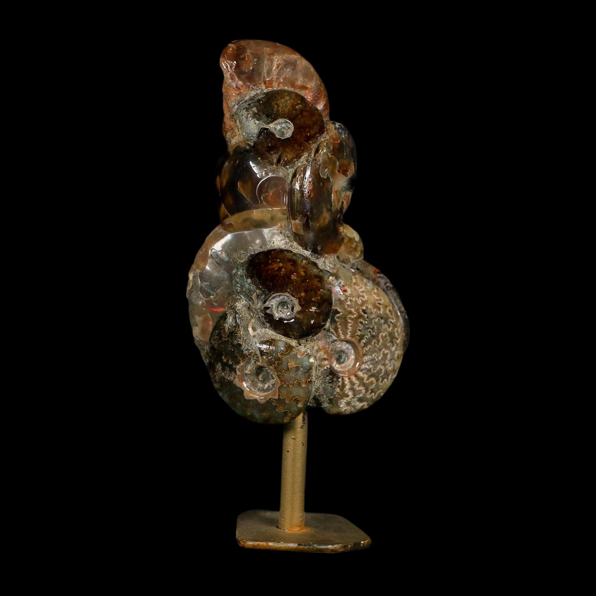 4.9" Iridescent Red Cleoniceras Ammonites Fossil Cluster on Stand Jurassic Age
