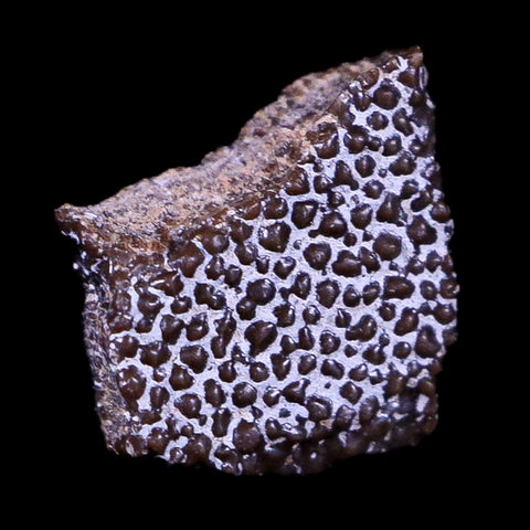 0.3" Megaloolithus Titanosaur Dinosaur Fossil Egg Shell Aix Basin France Display - Fossil Age Minerals
