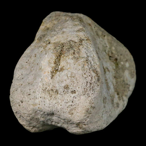 3.9" Brontothere Fossil Knee Bone Eocene Age Badlands S Dakota Titanothere COA - Fossil Age Minerals