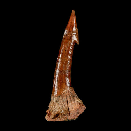 XL 2.9" Sawfish Fossil Tooth Barb Onchopristis Numidus Cretaceous Dinosaur Era COA