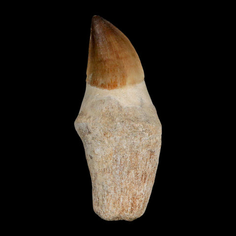 XL 3.8" Mosasaur Prognathodon Fossil Tooth Rooted Cretaceous Dinosaur Era COA - Fossil Age Minerals