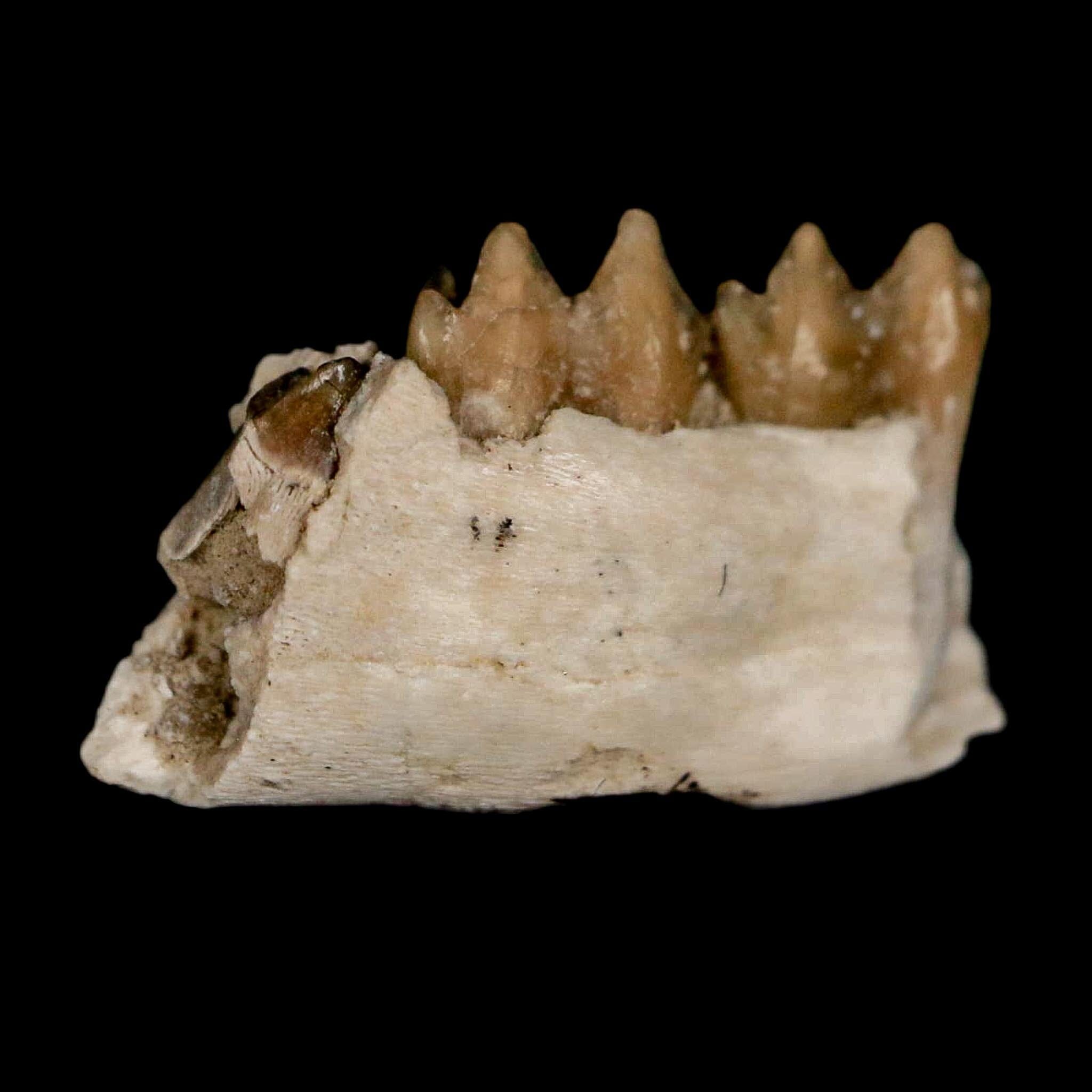 0.7" Leptomeryx Evansi Oligocene Age Fossil Deer Jaw Teeth Wyoming Display COA - Fossil Age Minerals