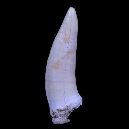 XL 2.4" Saber Toothed Herring Fossil Fang Enchodus Libycus Cretaceous COA Stand