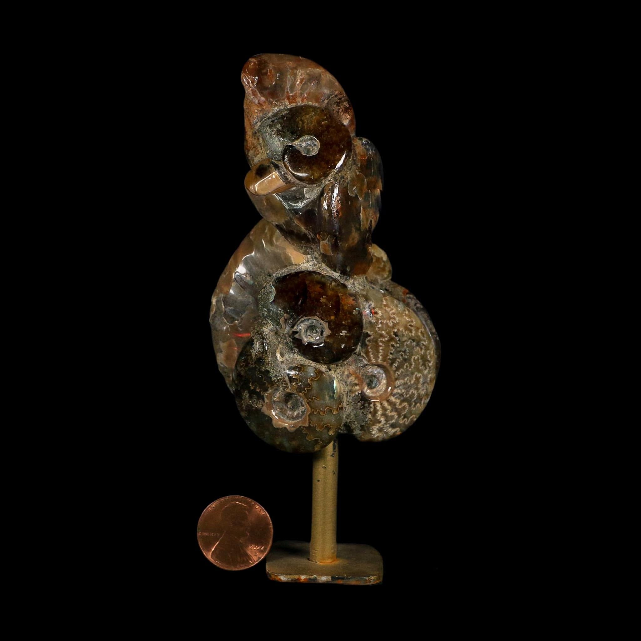 4.9" Iridescent Red Cleoniceras Ammonites Fossil Cluster on Stand Jurassic Age
