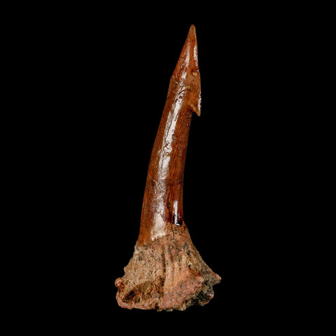 XL 2.9" Sawfish Fossil Tooth Barb Onchopristis Numidus Cretaceous Dinosaur Era COA