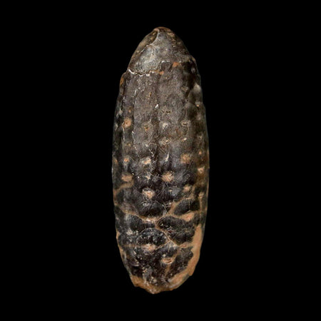 2" Fossil Pine Cone Equicalastrobus Replaced By Agate Eocene Age Seeds Fruit
