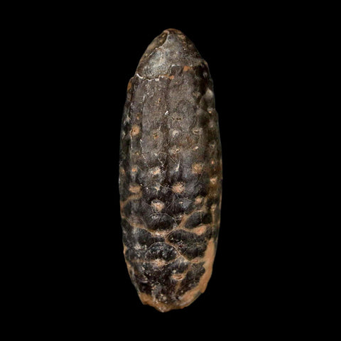2" Fossil Pine Cone Equicalastrobus Replaced By Agate Eocene Age Seeds Fruit - Fossil Age Minerals