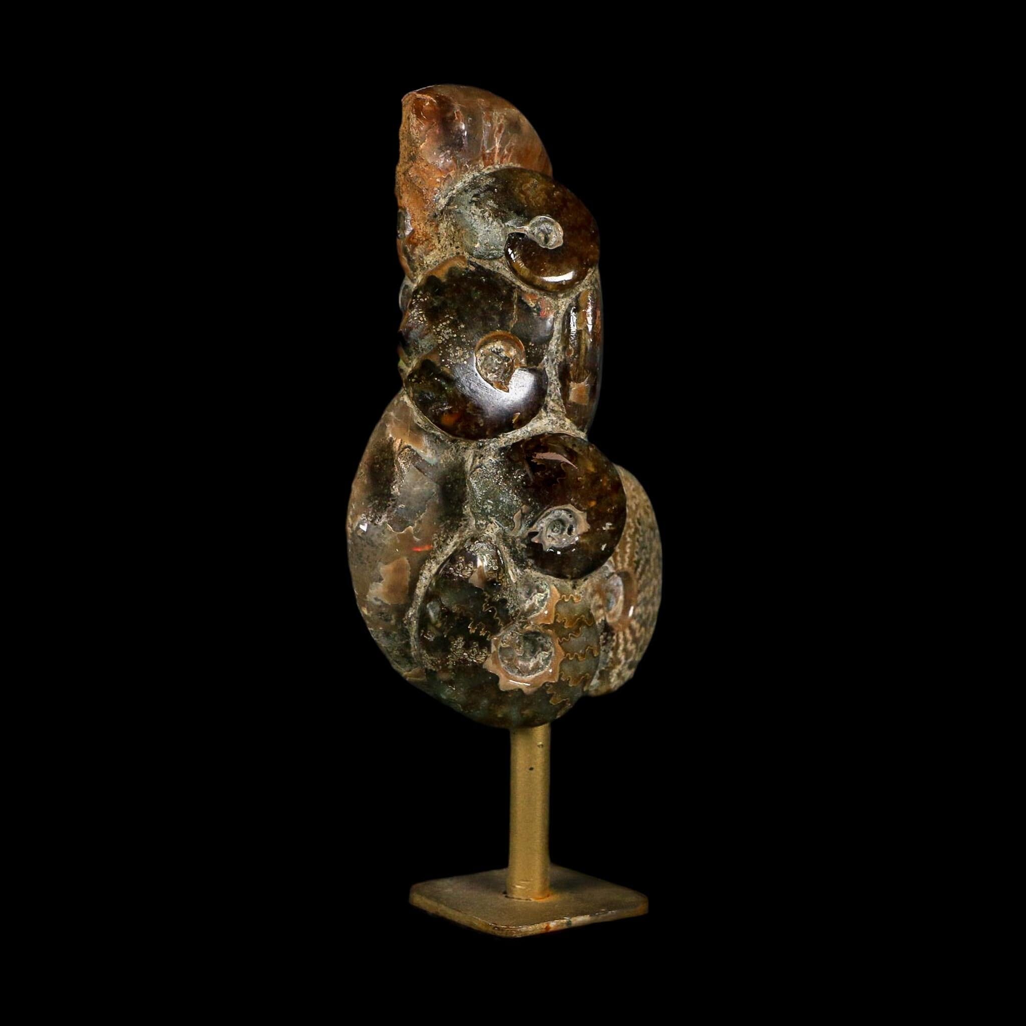 4.9" Iridescent Red Cleoniceras Ammonites Fossil Cluster on Stand Jurassic Age