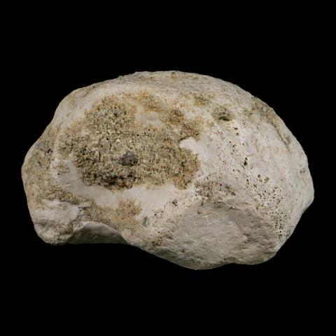 3.9" Brontothere Fossil Knee Bone Eocene Age Badlands S Dakota Titanothere COA - Fossil Age Minerals