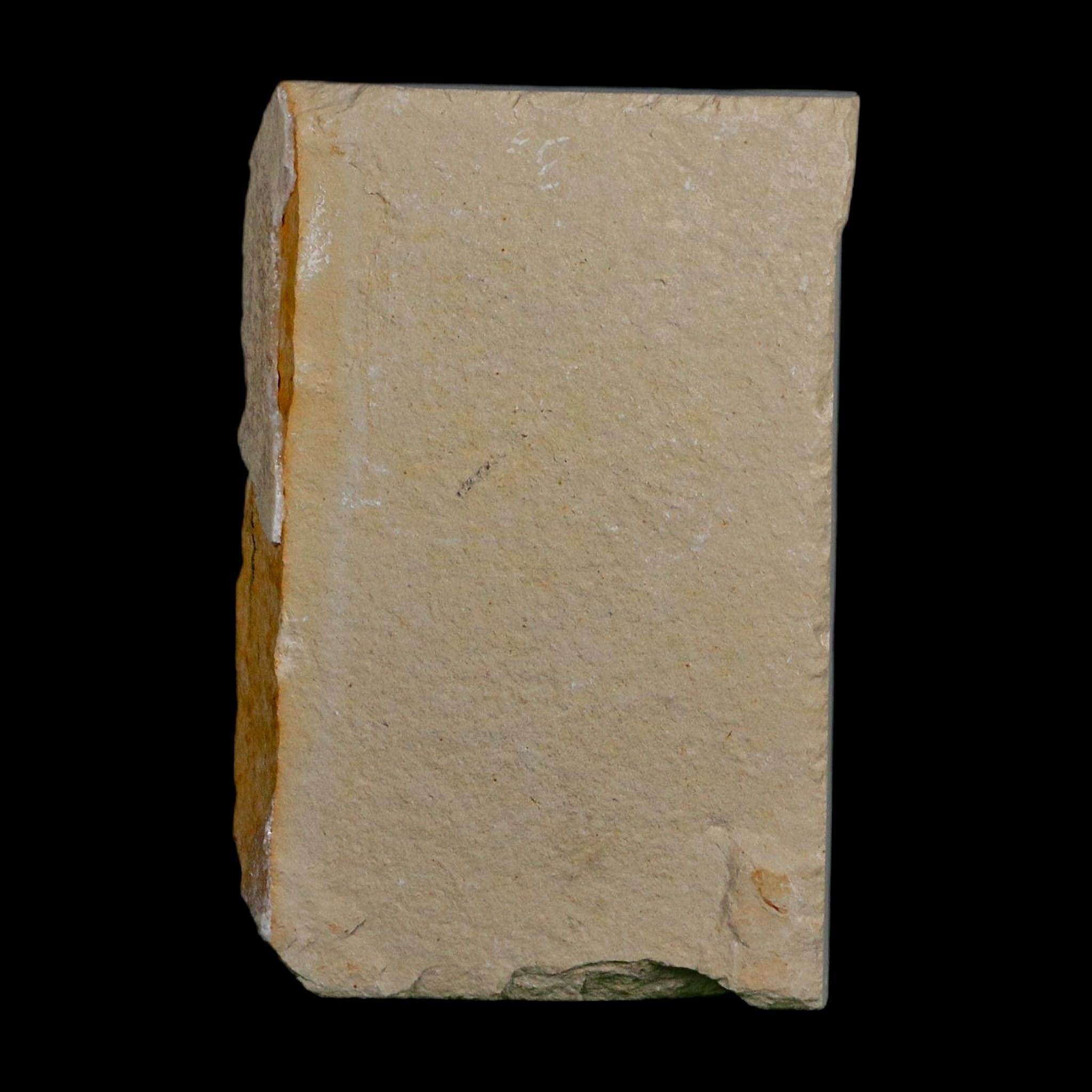1.4" Fossil Shrimp Carpopenaeus Cretaceous Age 100 Mil Yrs Old Lebanon COA - Fossil Age Minerals