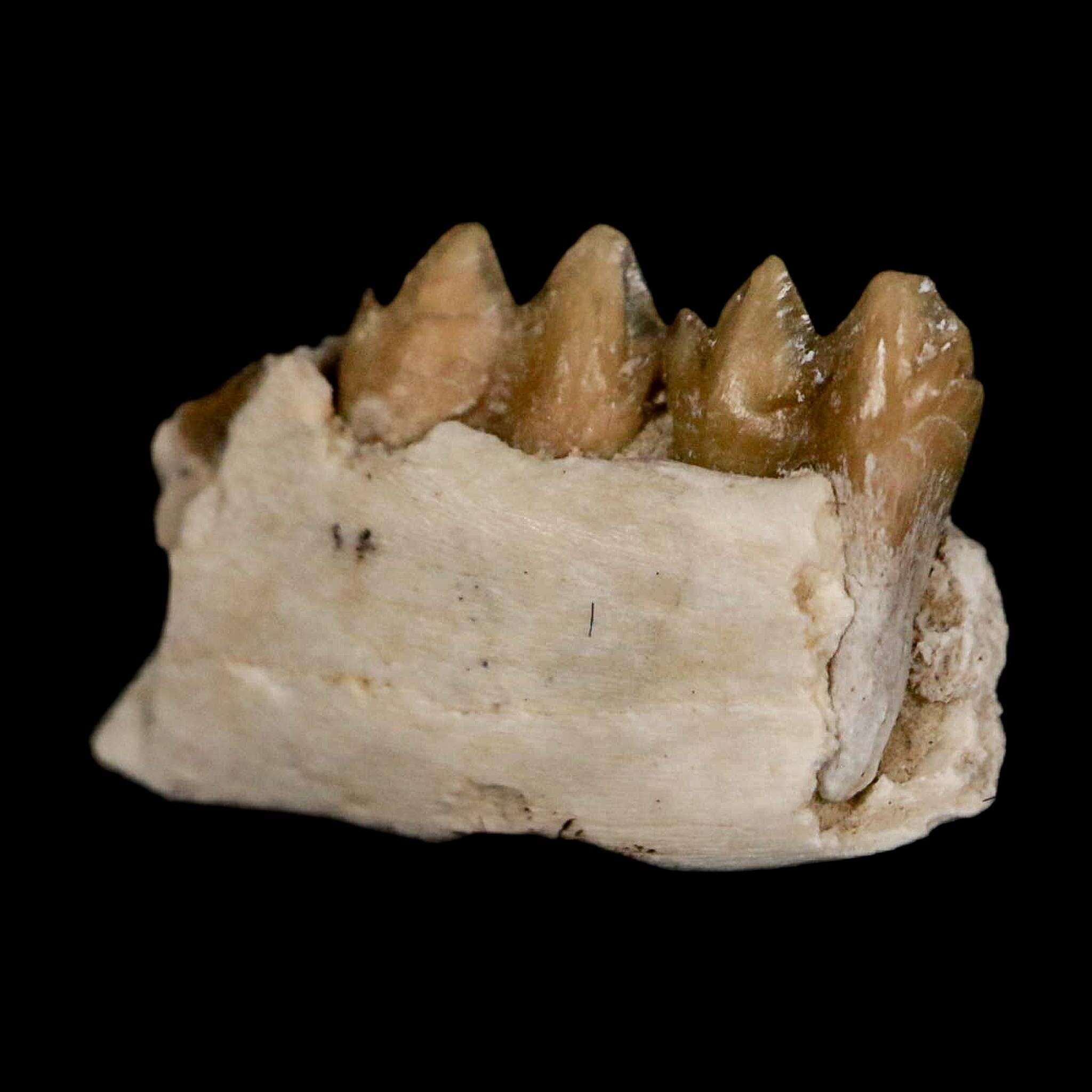 0.7" Leptomeryx Evansi Oligocene Age Fossil Deer Jaw Teeth Wyoming Display COA - Fossil Age Minerals