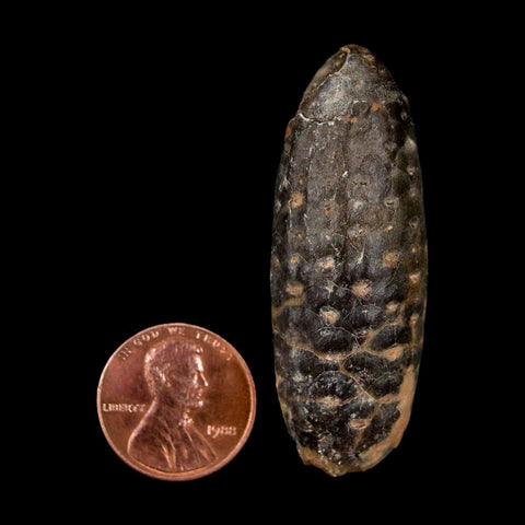 2" Fossil Pine Cone Equicalastrobus Replaced By Agate Eocene Age Seeds Fruit - Fossil Age Minerals