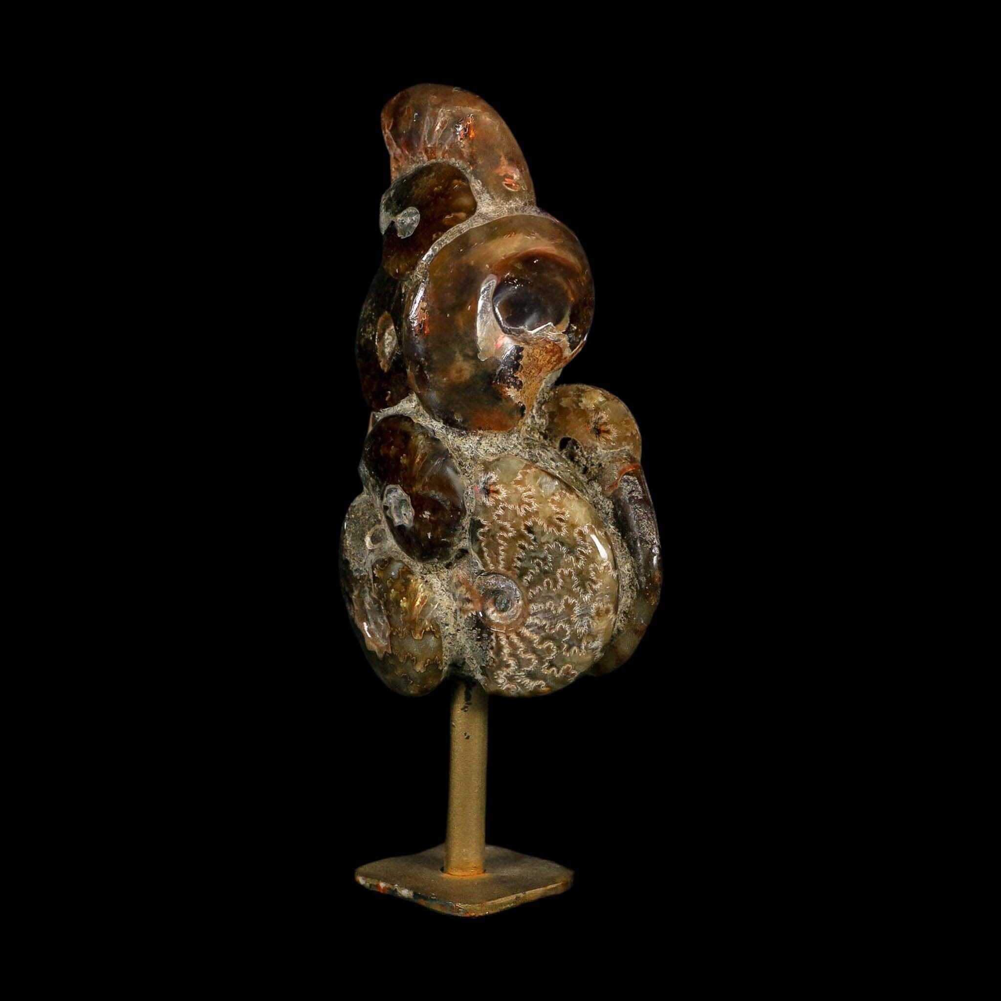 4.9" Iridescent Red Cleoniceras Ammonites Fossil Cluster on Stand Jurassic Age