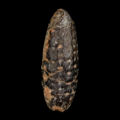 2" Fossil Pine Cone Equicalastrobus Replaced By Agate Eocene Age Seeds Fruit - Fossil Age Minerals